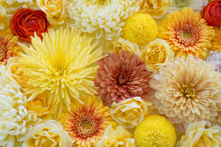 Asteraceae flower. A flower arrangement based on yellow.の写真素材