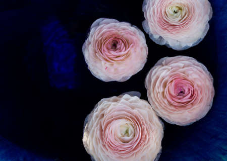 Pink ranunculus flowers floating on waterの写真素材