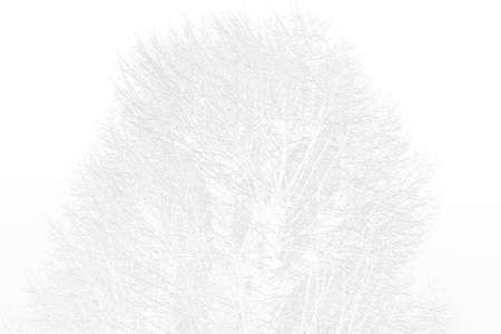 Silhouette relief of leafless tree. 3D illustration. 3D renderの写真素材