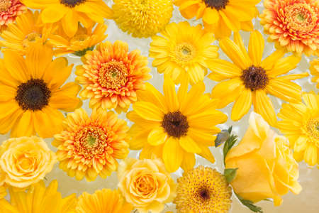 Yellow gerbera and roses floating on waterの写真素材