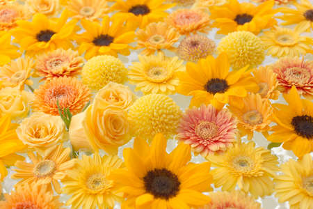 Yellow gerbera and roses floating on waterの写真素材