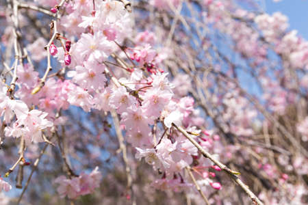 Weeping cherry trees in full bloom under a blue skyの写真素材