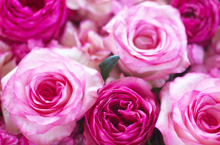 Deep and light pink roses. Romantic pink flowers backgroundの写真素材