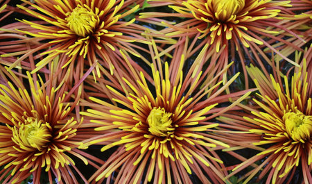 Beautiful yellow chrysanthemum flowers. 'Anastasia Dark Bronze'の写真素材