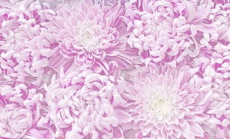 Relief of chrysanthemum flowers. Pink floral background. 3D illustration. 3D renderの写真素材