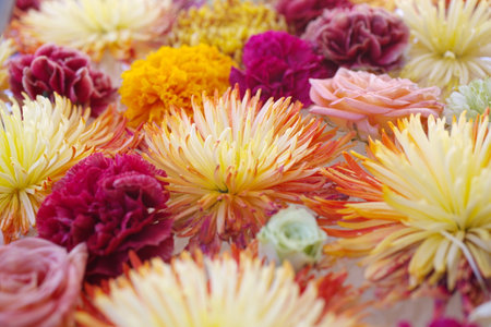 Bright floral background. Chrysanthemum with gradient colourの写真素材