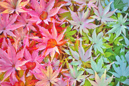 Close up of colourful leaves floating on water. Gradient of autumn maple leaves.の写真素材