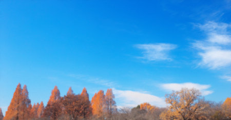 Autumn sunset landscape. Row of trees with autumn leaves.の写真素材