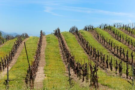 Vineyard in Californiaの写真素材