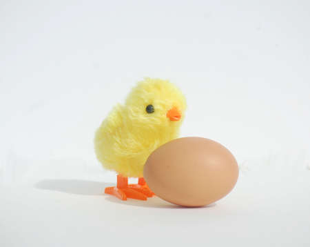 Baby Chick with Brown Eggの写真素材