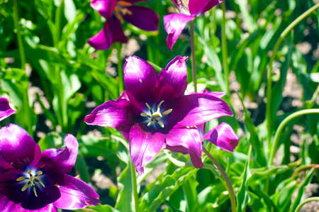 Beautiful Purple Irises