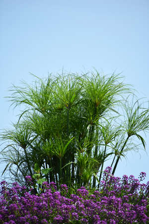 green tree against blue sky