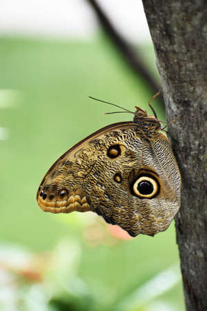 brown butterfly on tree
