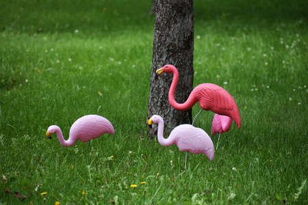 Three pink flamingosの写真素材