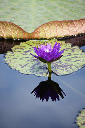 purple flower on lily padの写真素材