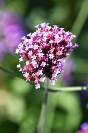 purple flowerの写真素材
