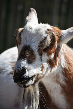 brown and white billy goatの写真素材