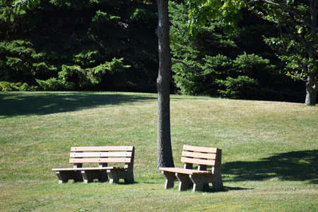 two park benches by treeの写真素材