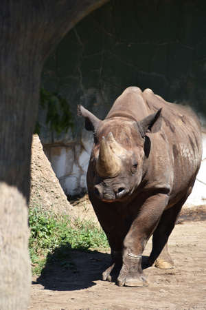 rhinocerosの写真素材