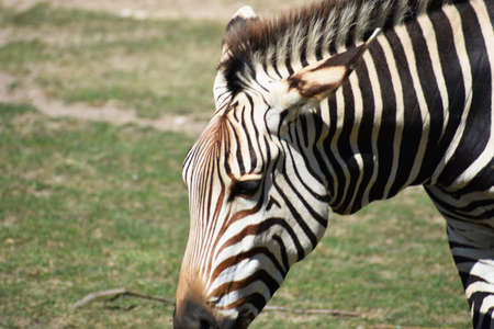zebraの写真素材