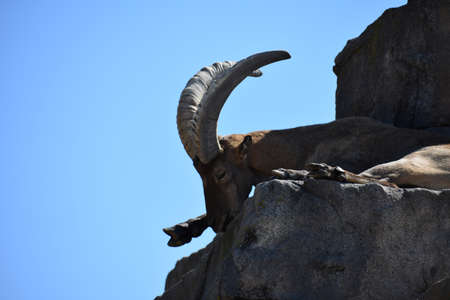mountain goat on rocksの写真素材