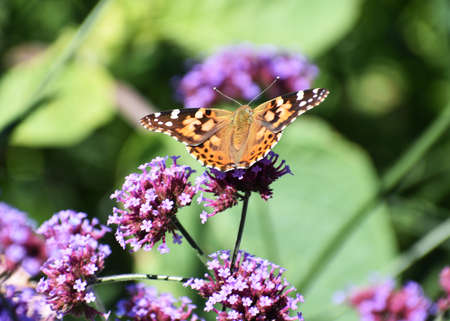 monarch butterfly on purple flowerの写真素材