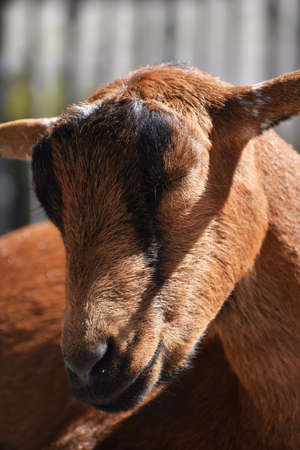 brown goatの写真素材