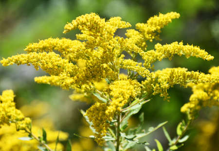yellow flowersの写真素材