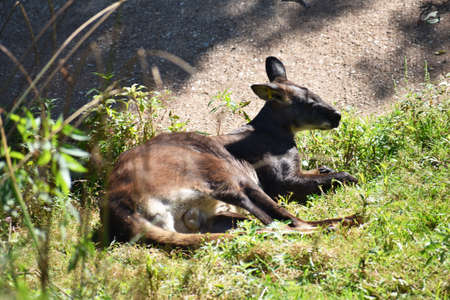 Kangaroo Resting