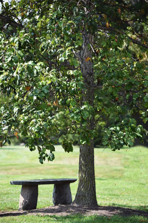 Bench Under Treeの写真素材