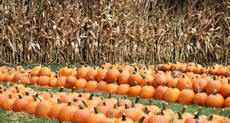 Pumpkins for Haloween