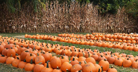 Pumpkins for Haloween
