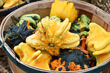 Gourdsの写真素材