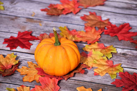 Halloween pumpkin with leavesの写真素材