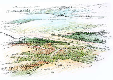 landscape with vineyardの写真素材