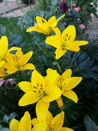 Yellow Lilyの写真素材