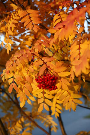 Golden Fallの写真素材