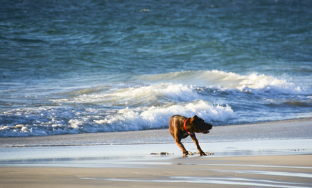 Dog at beachの写真素材