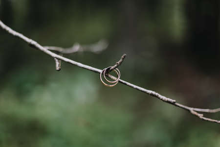 Golden wedding rings hanging on  branch on the green background. Wedding photoの写真素材