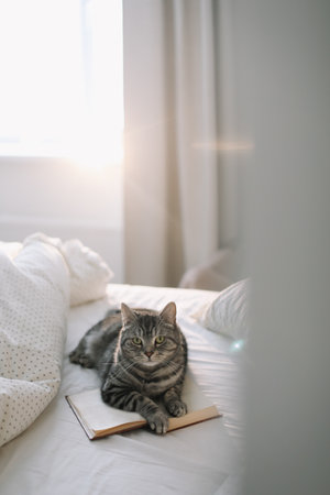 cute scottish straight grey tabby cat lying on bed and sleeping in soft morning light.の写真素材