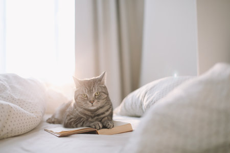 cute scottish straight grey tabby cat lying on bed and sleeping in soft morning light.の写真素材