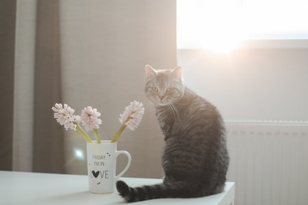 Cute cat and vase with flowers on the table. Lovely kitten posing with flowers in a cozy home interior.の写真素材