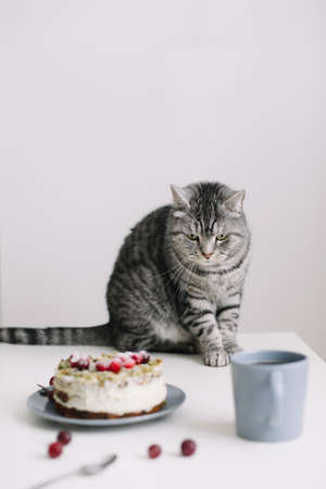 Cute cat sitting on a table and looking at a tasty cake. Celebrating birthday cat, birthday party at...