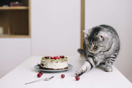 Cute cat sitting on a table and looking at a tasty cake. Celebrating birthday cat, birthday party at...