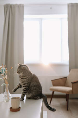 Cute cat and vase with flowers on the table in a cozy home interior.
