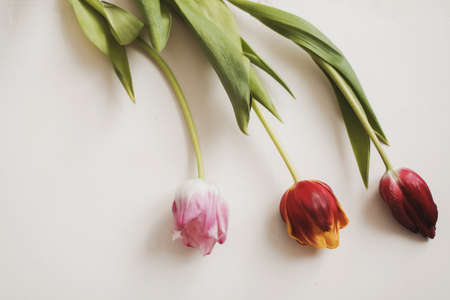 mix multi-colored tulips on a wooden background with a place for text