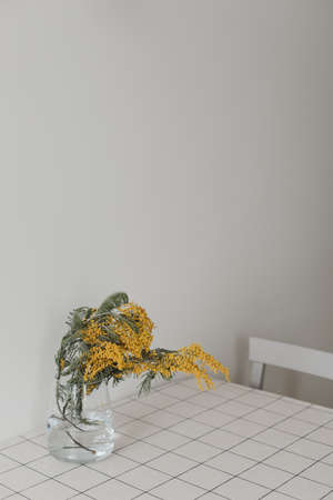 Spring flower mimosa on the kitchen tableの写真素材