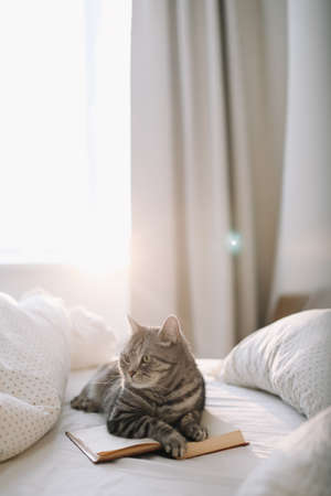 funny cat sleeping on the blanket in bedの写真素材