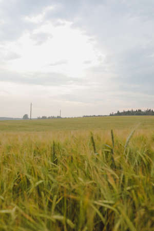 summer landscape with green growing field in countrysideの写真素材