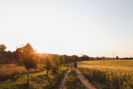 summer landscape with green growing field in countrysideの写真素材